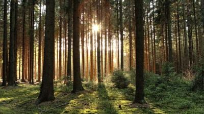 WeForest WeForest