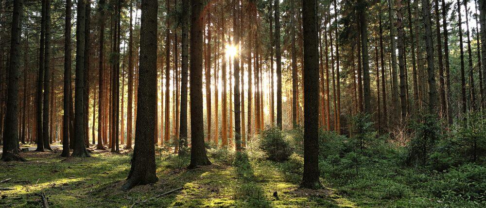 WeForest WeForest